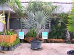 5030 Bismark Palm